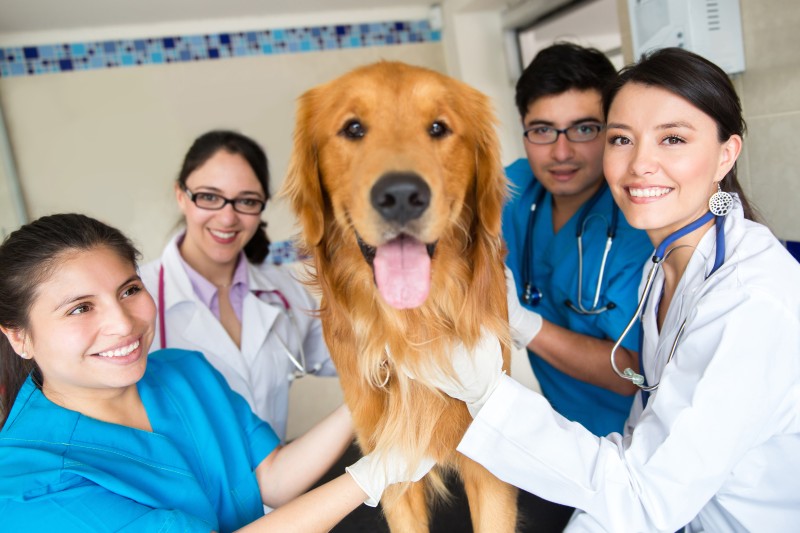 Equipo veterinario usando el software de gestión en recepción y consulta con varias pantallas