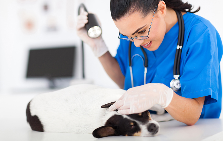 Veterinario consultando el historial digital de una mascota durante una visita